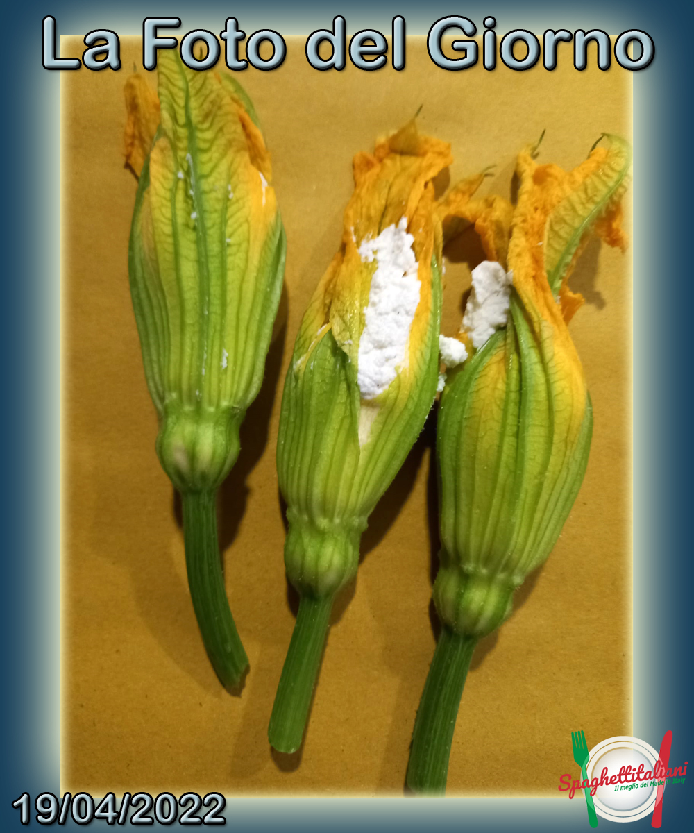 Fiori di zucca in preparazione